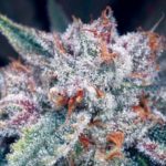 Maui Grown Therapies aims to start medical marijuana sales in mid-July